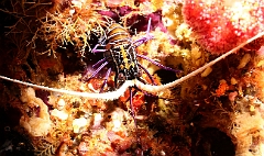 Raja Ampat 2016 - Panulirus versicolor - Painted spiny lobster - Langouste multicolore - Juvenile - IMG_4983_rc